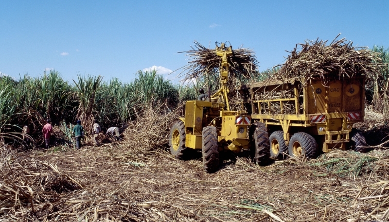Récolte de cannes à sucre au Kenya. La production de cannes mûres devrait encore baisser cette année.