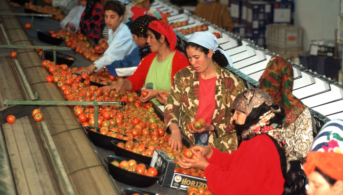 Coopérative agricole de M'Brouka, à Agadir, 1999.