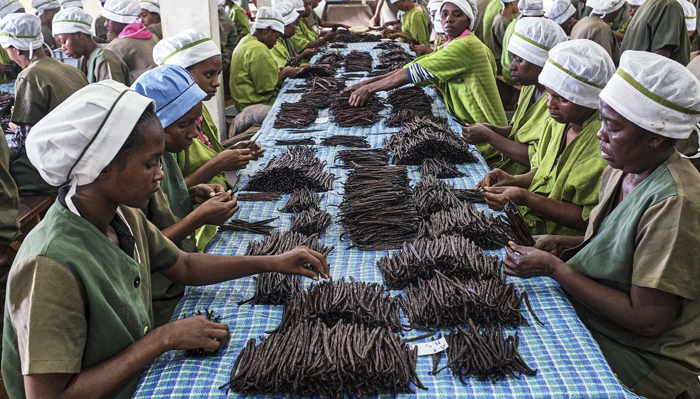 Calibrage des gousses de vanille dans une usine à Antalaha, dans le nord de Madagascar, en 2023.