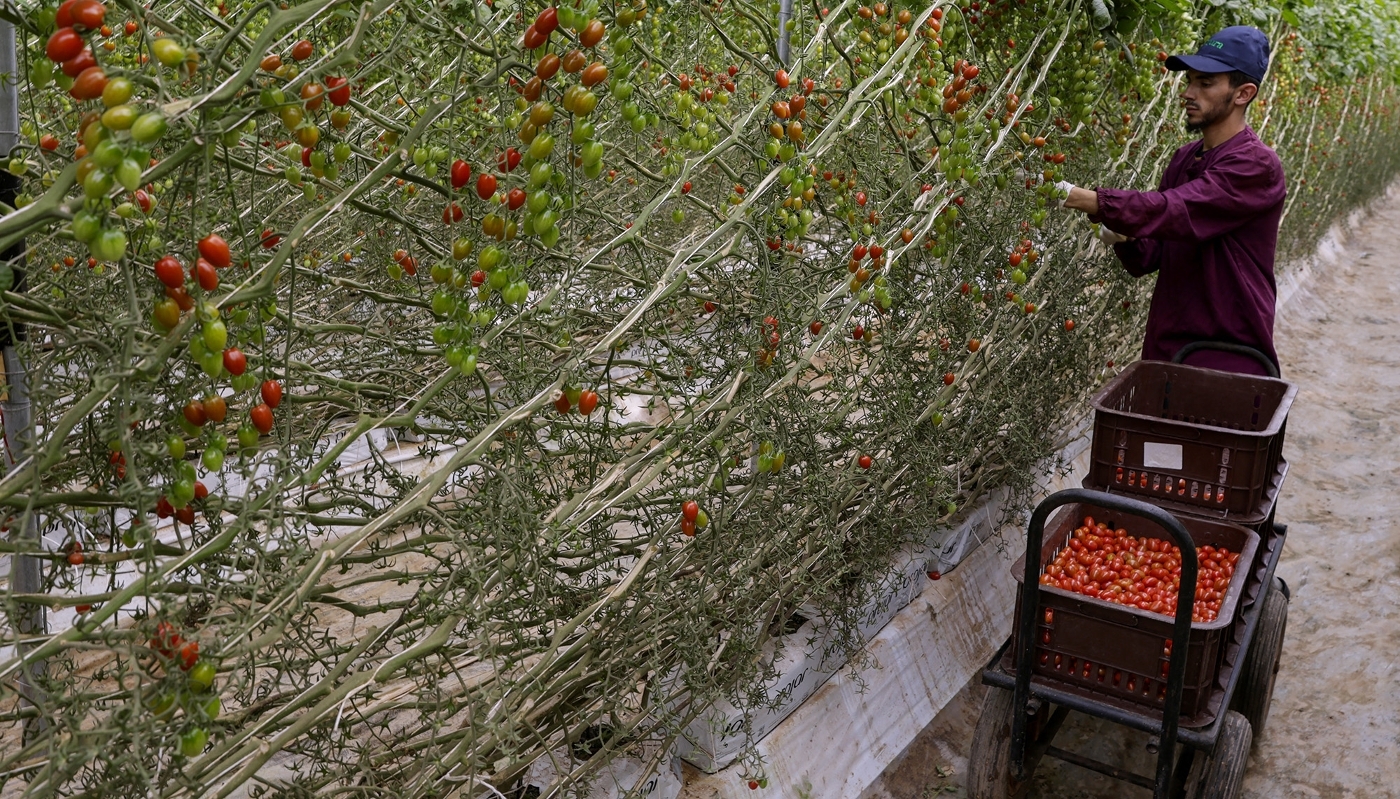 Récolte des tomates dans la province de Chtouka-Aït Baha, au Maroc, en mai 2025.