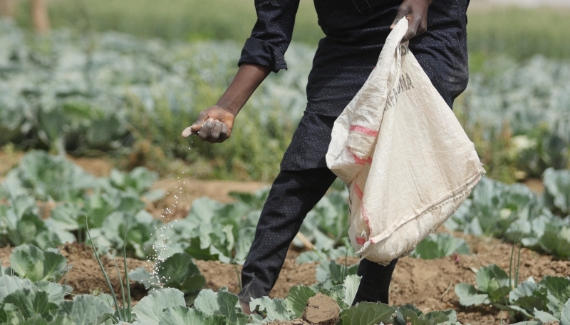 Un agriculteur applique de l'engrais sur des choux dans une ferme de Jibia, au Nigeria, le 17 février 2024.