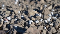 De l'engrais granulés chargé en cadmium dans un champ à Poitiers, en France, en avril 2026.