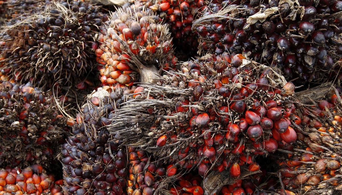 Récolte du palmier à huile près de Mundemba, dans l'ouest du Cameroun, en 2012.