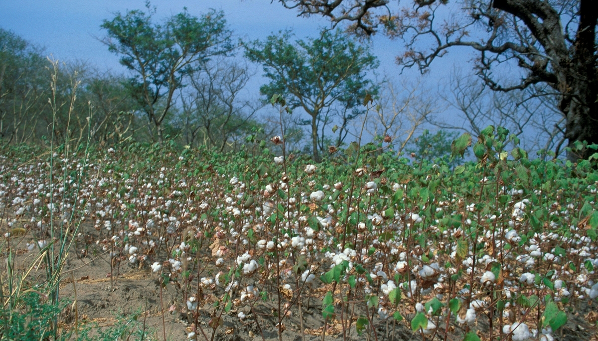Champ de coton, dans les environs de Douala, au Cameroun, en 2009.