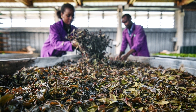 Des ouvriers trient des feuilles de thé dans un atelier du comté de Muranga, au Kenya, le 7 mai 2024.