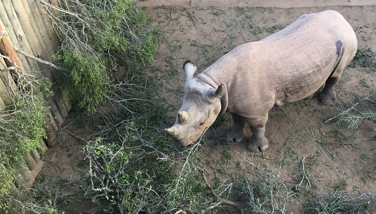 Un des six rhinocéros avant son transfert au le parc de Zakouma (Tchad), ici à Addo en Afrique du Sud, le 2 mai 2018.