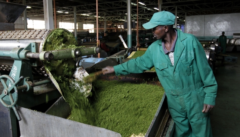L'usine de thé de Kagwe, à Githunguri, près de Nairobi, en 2021.