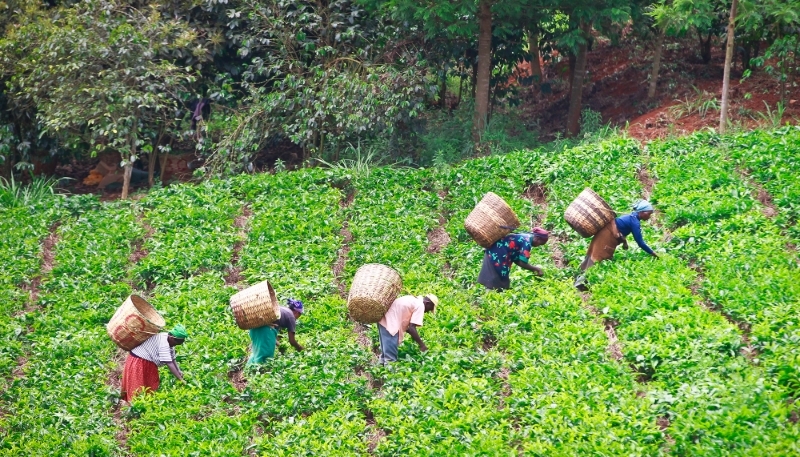 Une plantation de thé à Kerugoya, au pied du mont Kenya, en 2013.