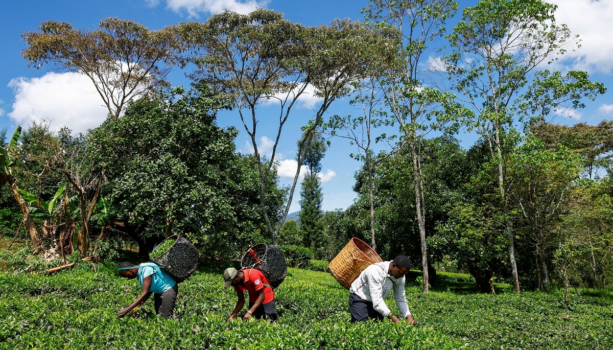 Plantation de thé, dans le comté de Nyeri, au Kenya, le 30 mars 2026.