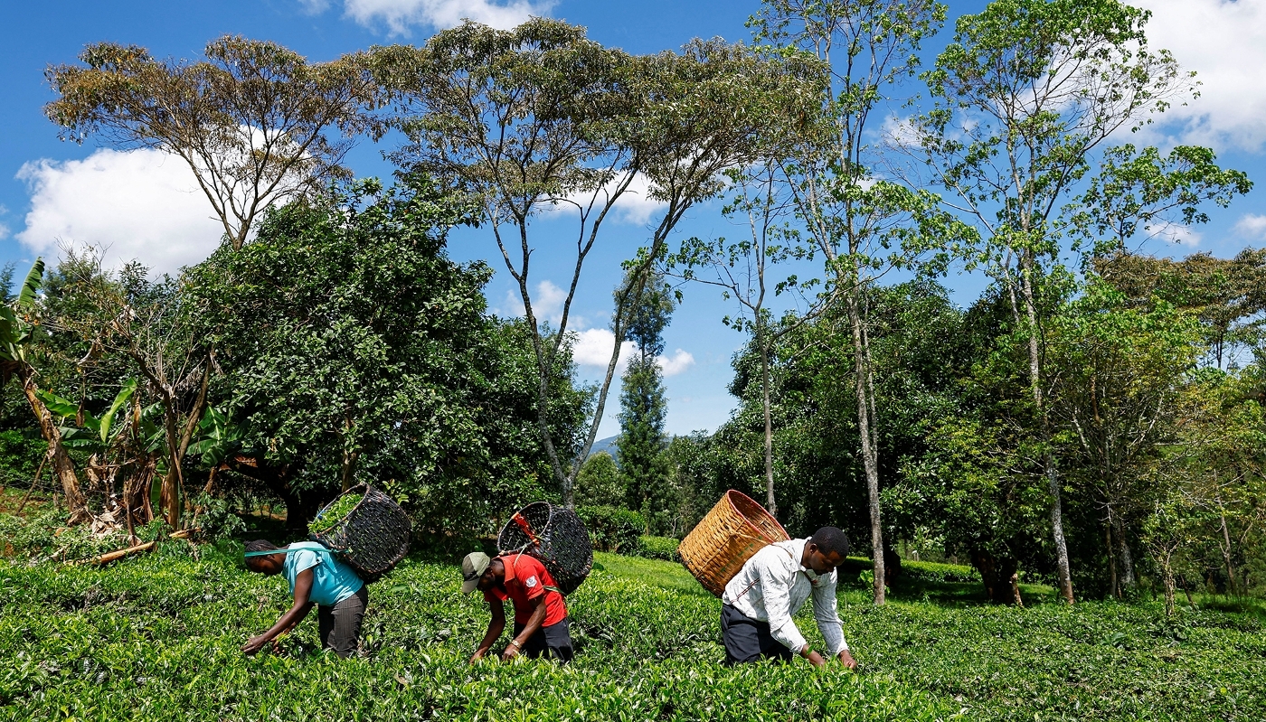 Plantation de thé, dans le comté de Nyeri, au Kenya, le 30 mars 2026.