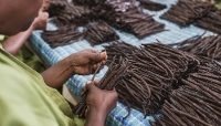 Une femme trie des gousses de vanille à Antalaha, dans le nord-est de Madagascar, en septembre 2023.