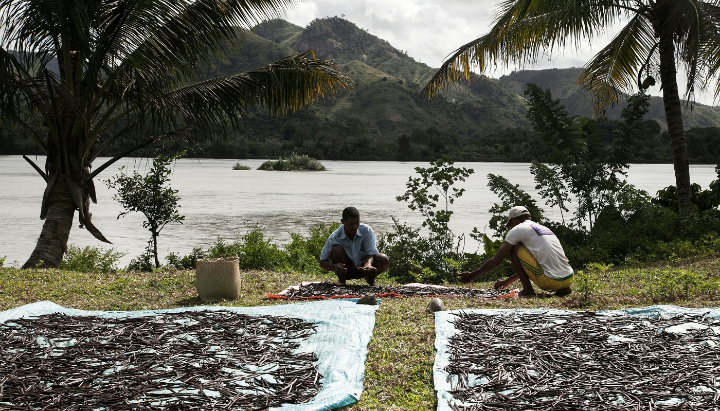 Des travailleurs faisant sécher de la vanille au soleil, en mai 2016, à Bemalamatra, dans le nord de Madagascar.