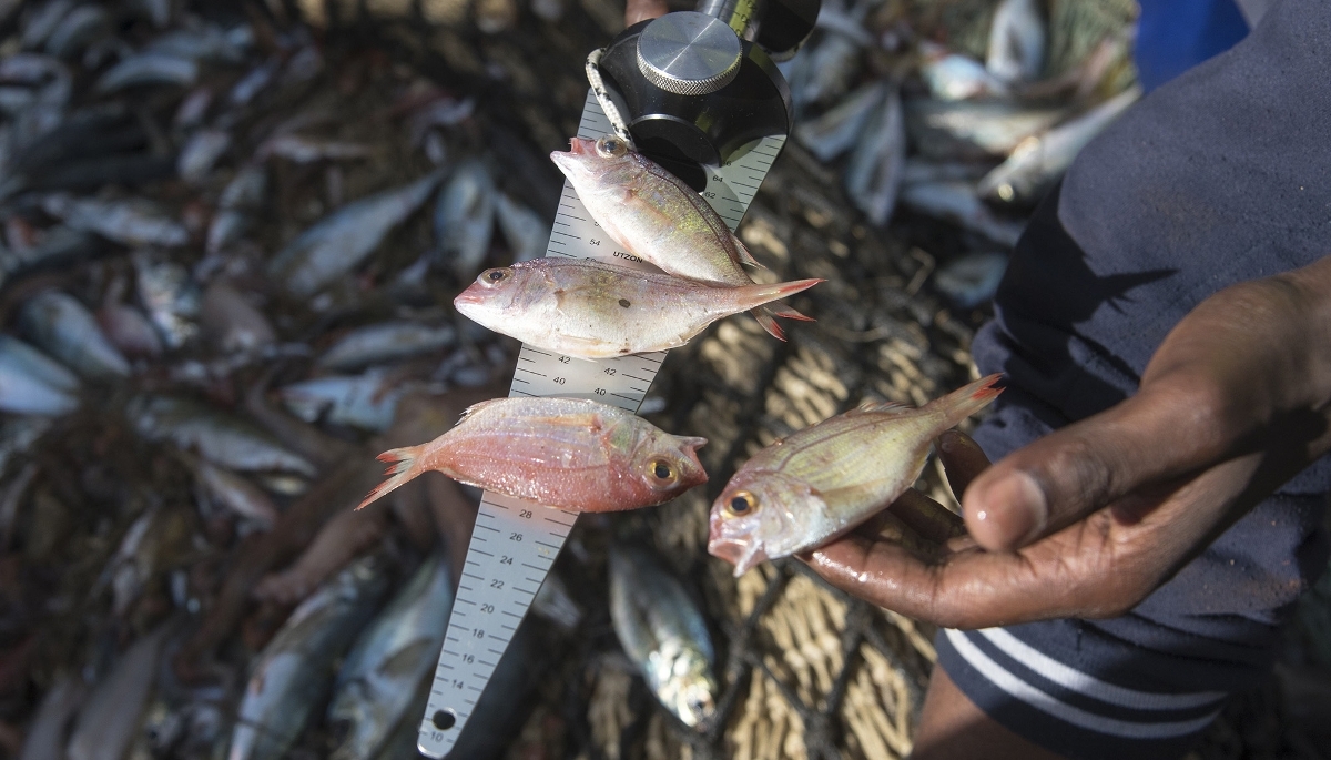 Contrôle d'un chalutier au large du Sénégal dans le cadre d'une opération contre la pêche illégale, en 2017.