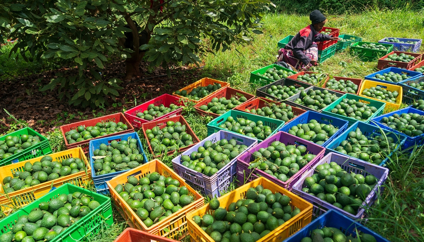 Culture d'avocats pour l'exportation dans le comté de Muranga, au Kenya, en juin 2026.