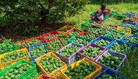 Culture d'avocats pour l'exportation dans le comté de Muranga, au Kenya, en juin 2026.