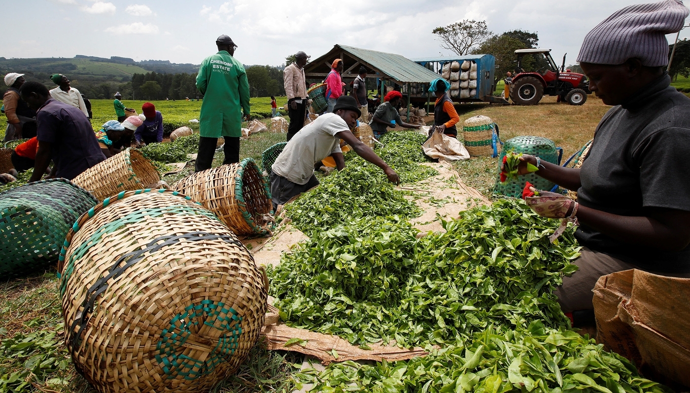 Récolte des feuilles de thé dans le comté de Nandi, au Kenya, en janvier 2025.