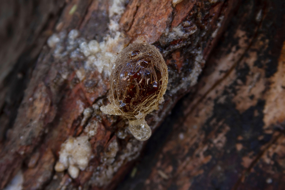 De la gomme arabique sur un acacia au Soudan.