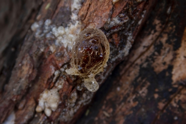 De la gomme arabique sur un acacia au Soudan.