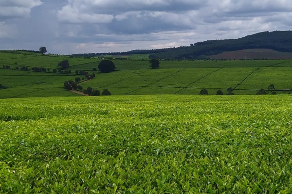 Des champs de thé au Kenya.