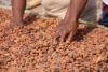 Cacao : le cartel ouest-africain contre les traders