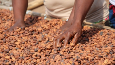 Fèves de cacao séchant au soleil en Côte d'Ivoire.