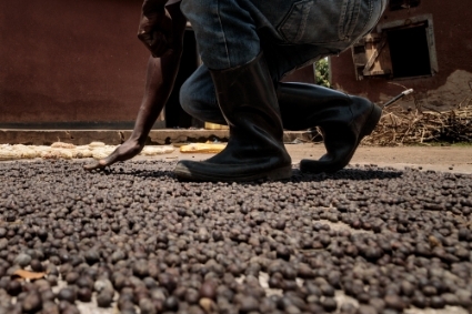 Etape de séchage de la récolte du café en Ouganda, le 22 août 2022.