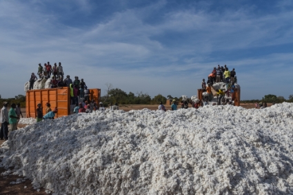 La campagne de récolte du coton au Mali en 2019, près de Diaramana.