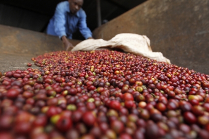 Un ouvrier trie les baies de café dans une usine de Kienjege, dans l'ouest du comté de Kirinyaga, au nord-ouest de la capitale du Kenya, Nairobi.