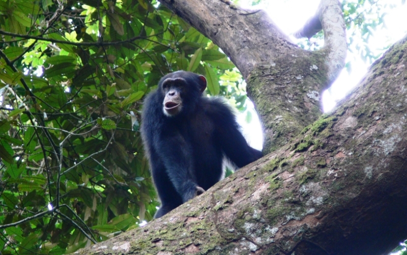 Un chimpanzé dans la forêt guinéenne.