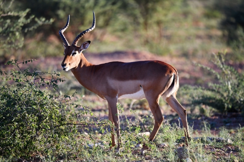 Le nombre d'impalas est en baisse dans la réserve naturelle privée de Welgevonden.