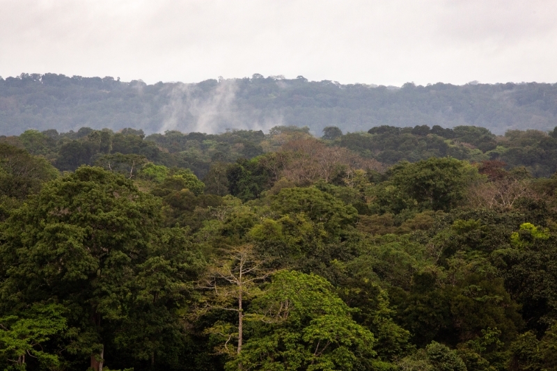 Le parc national de Moukalaba, au Gabon.