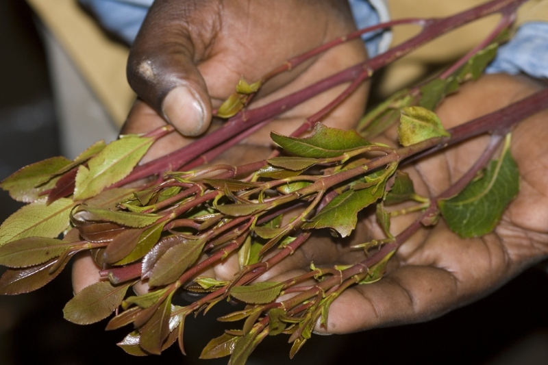 Des feuilles de khat proposées à la vente sur un marché à Harer, en Ethiopie.