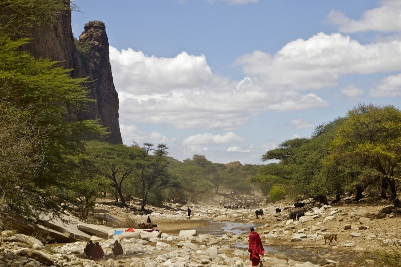Bétail masaï buvant dans les gorges de la rivière San Jan, dans la Loliondo Game Controlled Area, en Tanzanie.