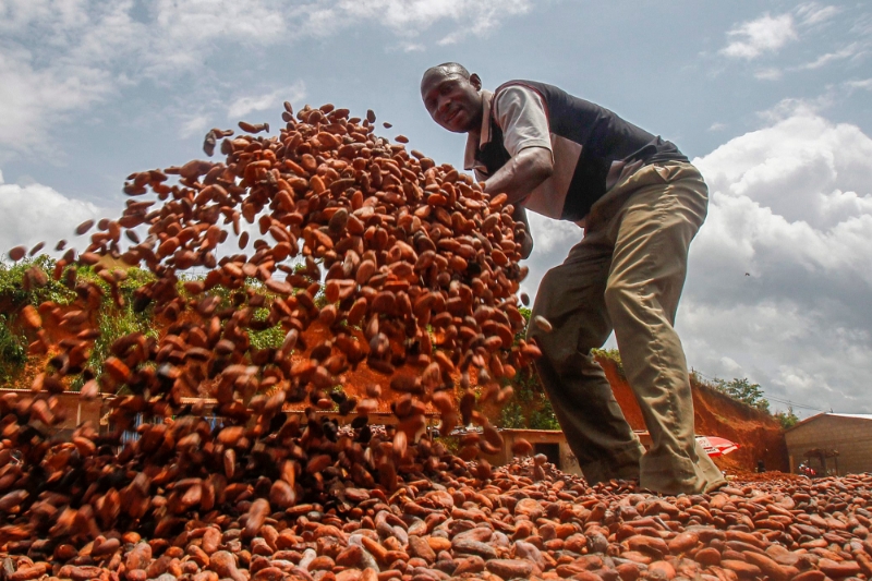 Un fermier ivoirien fait sécher les fèves de cacao.