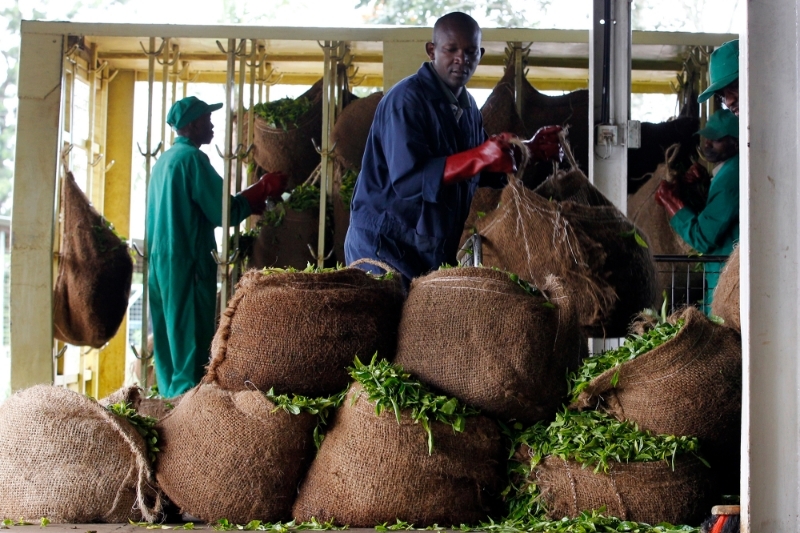 Récolte de thé à l'usine de Kagwe, à 30 kilomètres de Nairobi, le 6 janvier 2012.