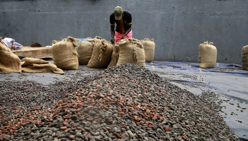 Ferme de production de cacao, à Adzope, dans le sud de la Côte d'Ivoire, 13 octobre 2023.
