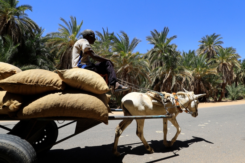 Un paysan transportant sa récolte, à Karima, à 450 km au nord de Khartoum.