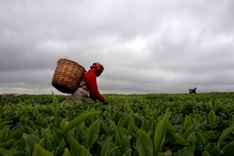 Récolte du thé aux environs de Limuru, sur le bord oriental de la vallée du Rift.
