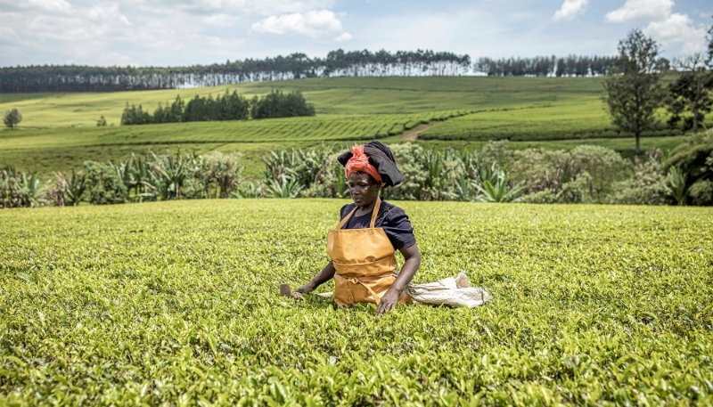 Un employé de Sasini dans un champ de thé à près de Musereita, dans l'est du Kenya, le 21 octobre 2022.