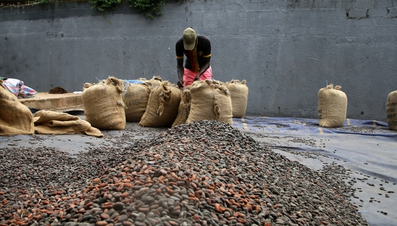 Préparation de sacs de fèves de cacao dans une ferme ivoirienne, en octobre 2023.