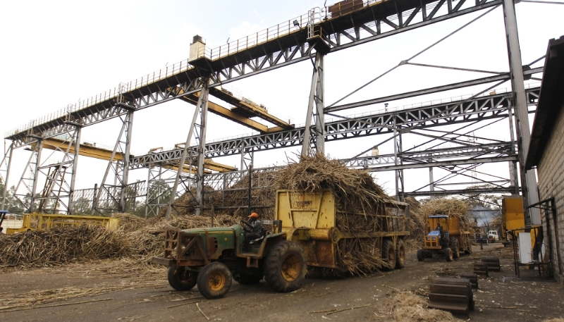 Un tracteur transporte des cannes à sucre dans la raffinerie d'État Mumias Sugar.