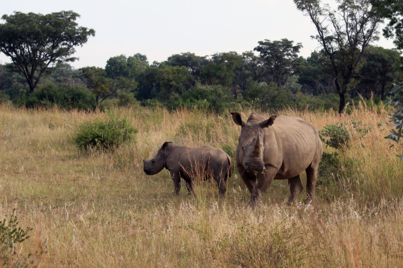 Des rhinocéros dans la réserve naturelle sud-africaine de Welgevonden Game Reserve.
