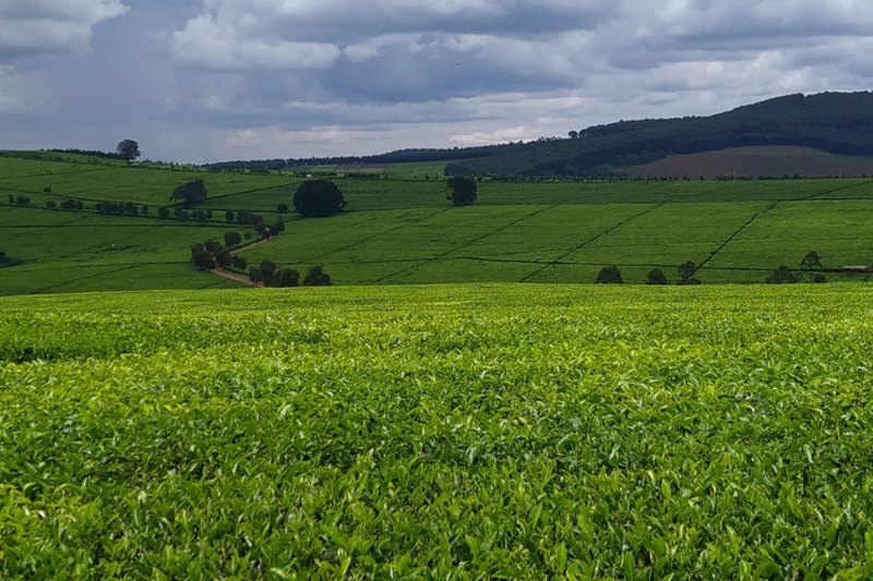 Des champs de thé au Kenya.